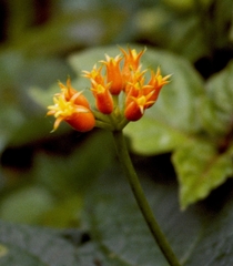 Gurania lobata