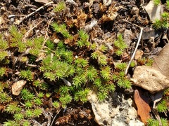 Selaginella wrightii