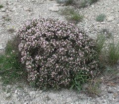 Onobrychis cornuta