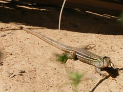 Ameiva bifrontata divisa