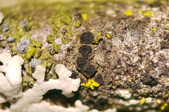 Rinodina pachysperma