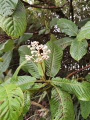 Saurauia rubiformis