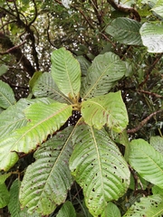 Saurauia rubiformis