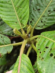 Saurauia rubiformis