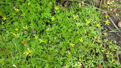 Ranunculus glabrifolius