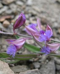 Polygala sosnowskyi
