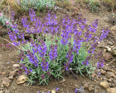 Salvia canescens