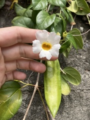 Amphilophium lactiflorum