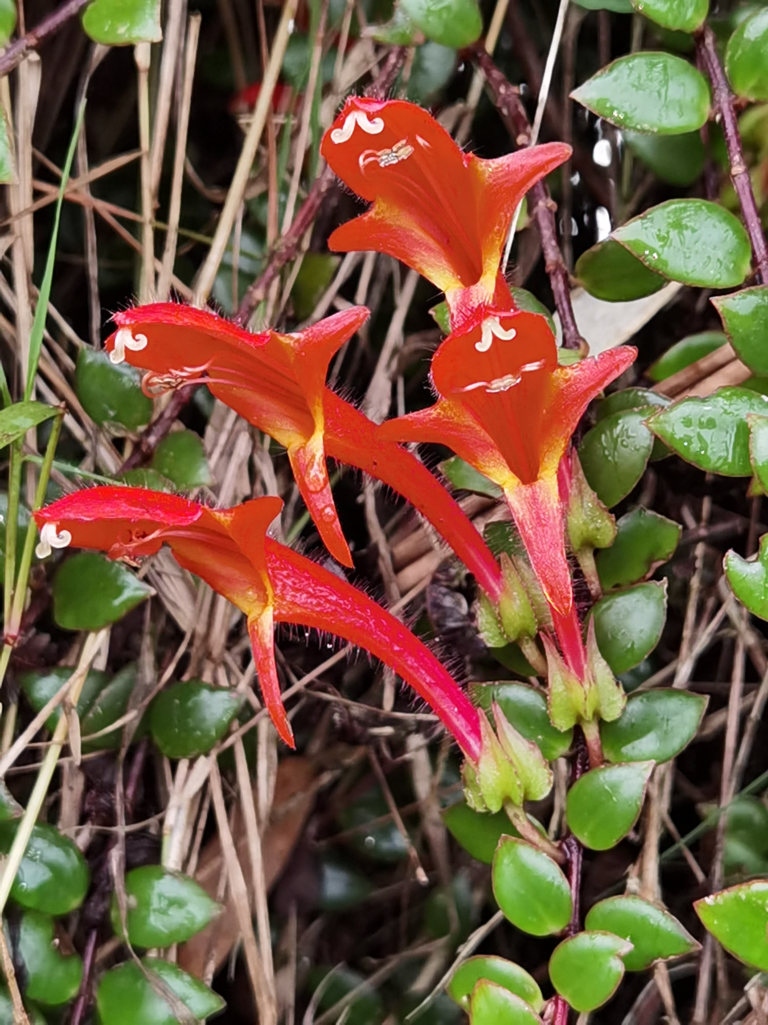 Columnea oerstediana