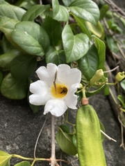 Amphilophium lactiflorum