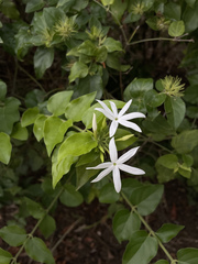 Jasminum multiflorum