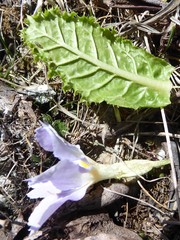 Primula deuteronana
