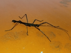 Atratomorpha similia