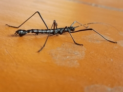 Atratomorpha similia