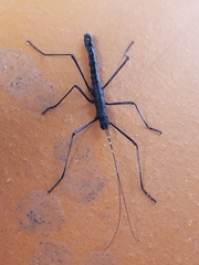 Atratomorpha similia