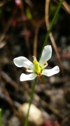 White screwstem (Bartonia verna)