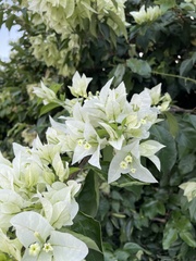 Bougainvillea