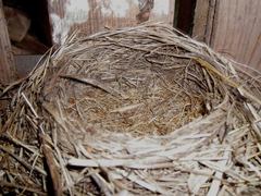 Turdus pilaris