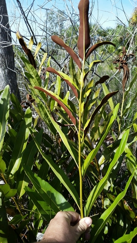 Golden Leather Fern