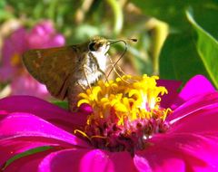 Atalopedes campestris huron