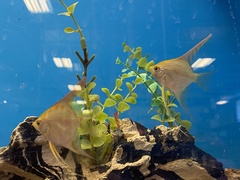 Pterophyllum