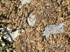 Anaptychia runcinata