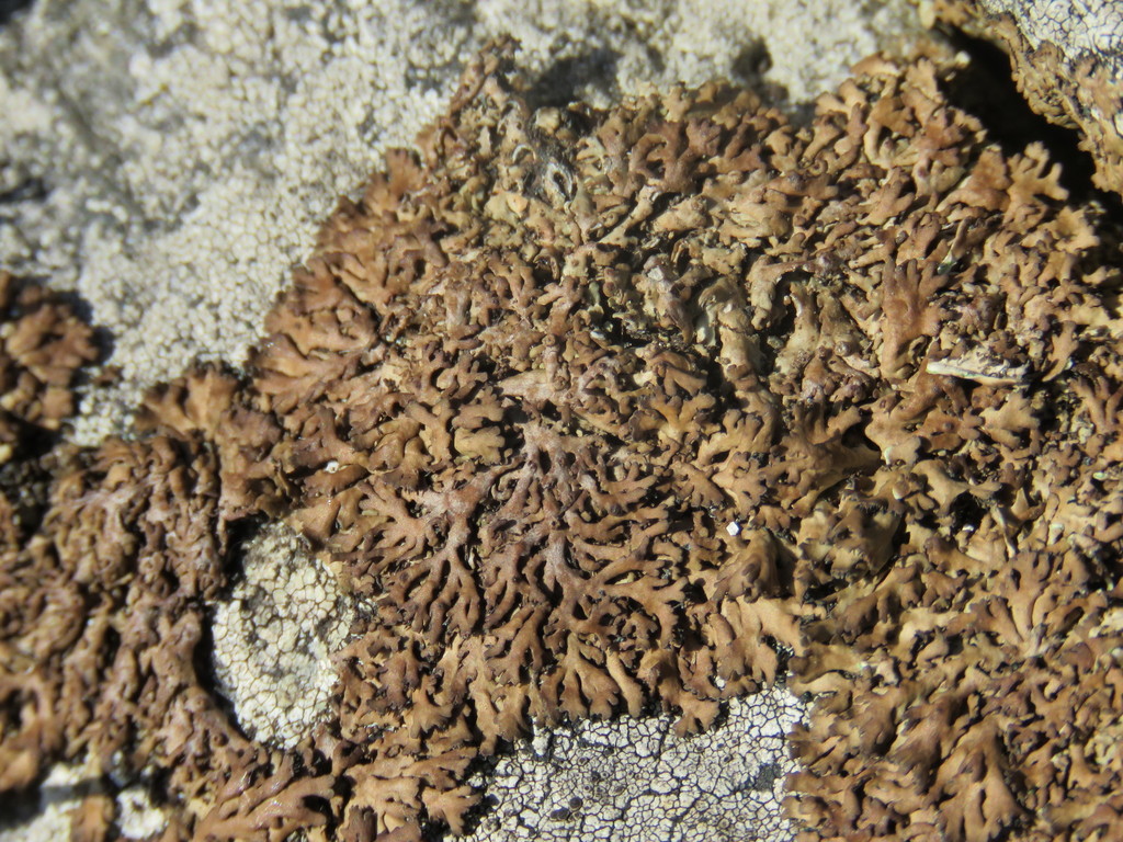 Anaptychia runcinata