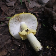 Amanita flavella
