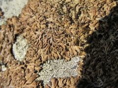Anaptychia runcinata