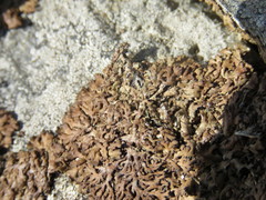 Anaptychia runcinata