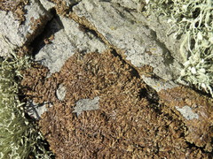 Anaptychia runcinata