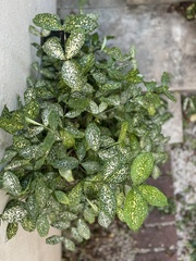 Dracaena surculosa