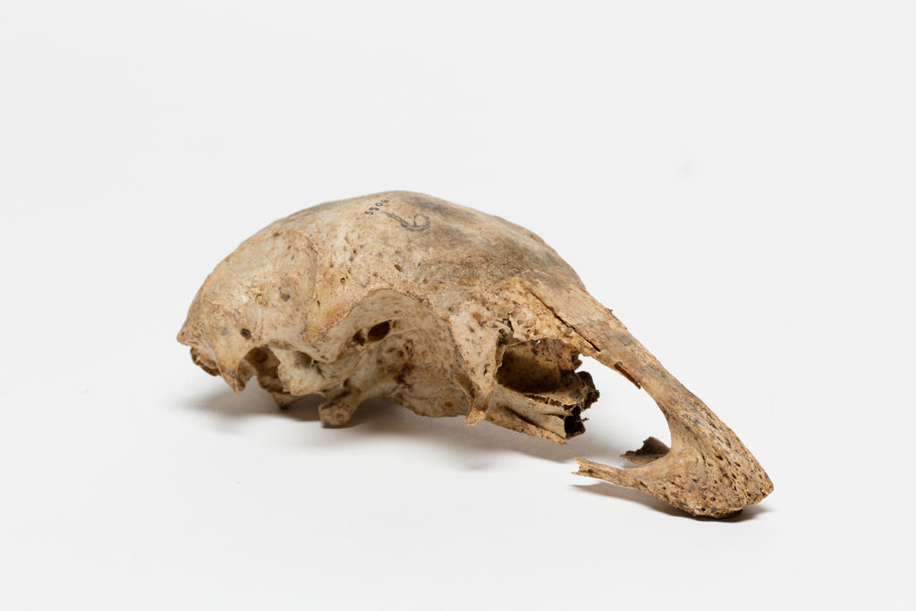 Anomalopteryx