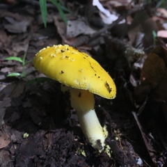 Amanita flavella