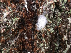 Aphrophora permutata