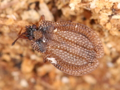 Acalypta carinata