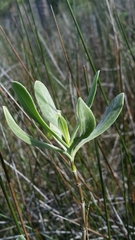 Borrichia frutescens image