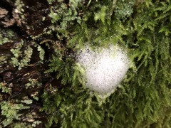 Aphrophora permutata