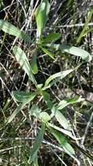 Borrichia frutescens image