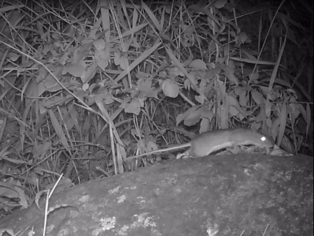 Gracile Atlantic Spiny-Rat