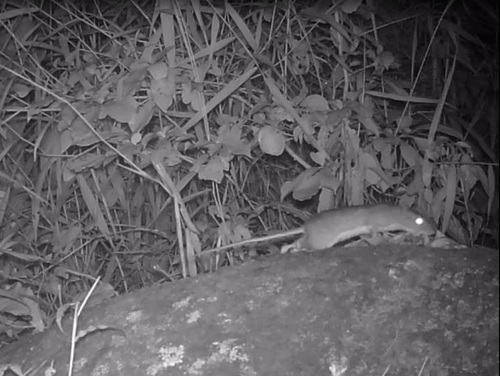 Gracile Atlantic Spiny-rat (Trinomys gratiosus) — Least Concern Mammalia