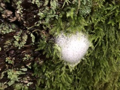 Aphrophora permutata