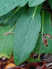 Rudbeckia mollis image