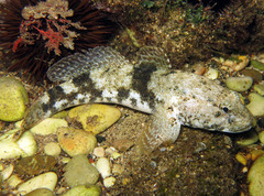 Giant Goby photo 2