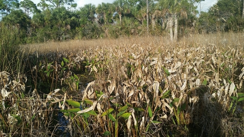 Thalia geniculata