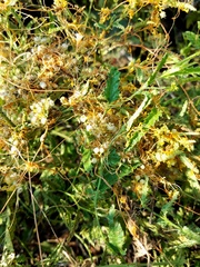 Cuscuta pentagona
