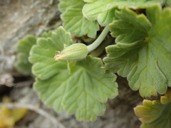 Geranium traversii
