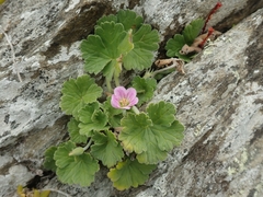 Geranium traversii