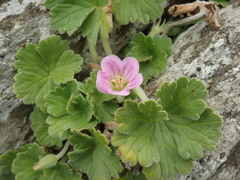 Geranium traversii