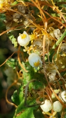 Cuscuta pentagona
